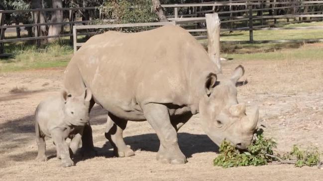 Black Rhino calf born at Taronga Western Plains Zoo