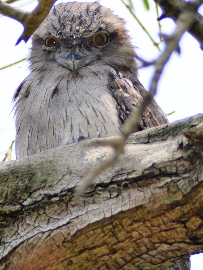 A young mopoke (tawny frogmouth) in a Freshwater garden. Picture: Shirley Moore.