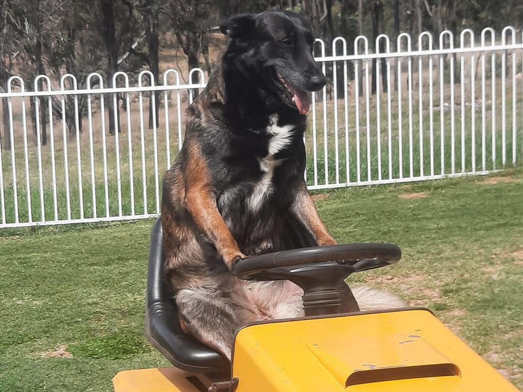 Hard working dog Ula the Belgian malinois took out bronze for Warwick's cutest dog in 2023 (Photo: Supplied)