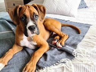 Gold Coast's cutest dogs: Cash. Submitted by Tamika Hicking.