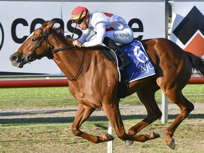 Just In Time can bounce back to winning form at Hawkesbury. Picture: Bradley Photos