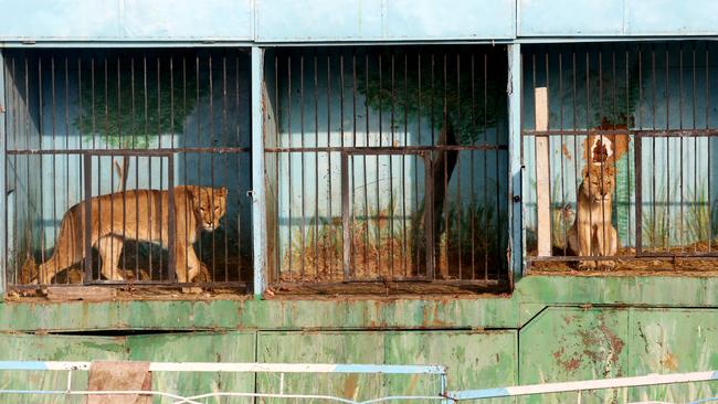 Caged horror ... Picture: Roger Allen