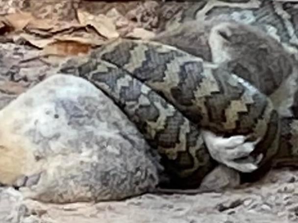 Only in ’Straya! Brutal moment a massive snake devours a koala