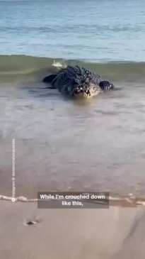 Crocodile up on Arnhem Land coast