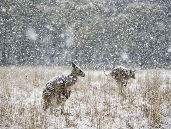 Life in the Sky. “I’d been chasing storms all winter to film kangaroos in the snow; this storm in particular held lots of promise. The snow started coming down like large snowballs and the roos could do nothing but stand and be engulfed in the blizzard. The snow swirled around them from all directions and in 10 minutes the world was white.” Picture: Charles Davis/Australian Geographic