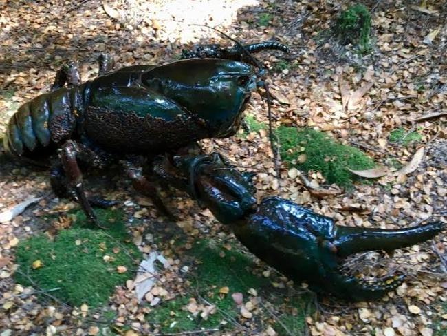 largest crayfish species