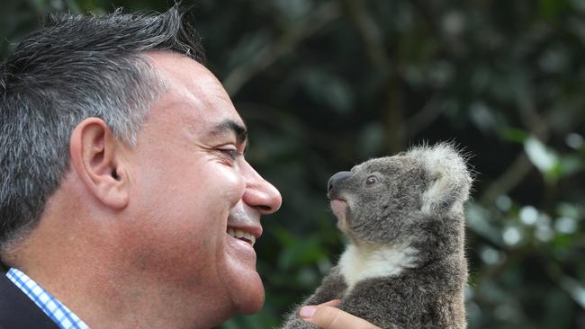 NSW Nationals leader John Barilaro meets Chardy the koala at Currumbin Wildlife Hospital. Picture: Glenn Hampson