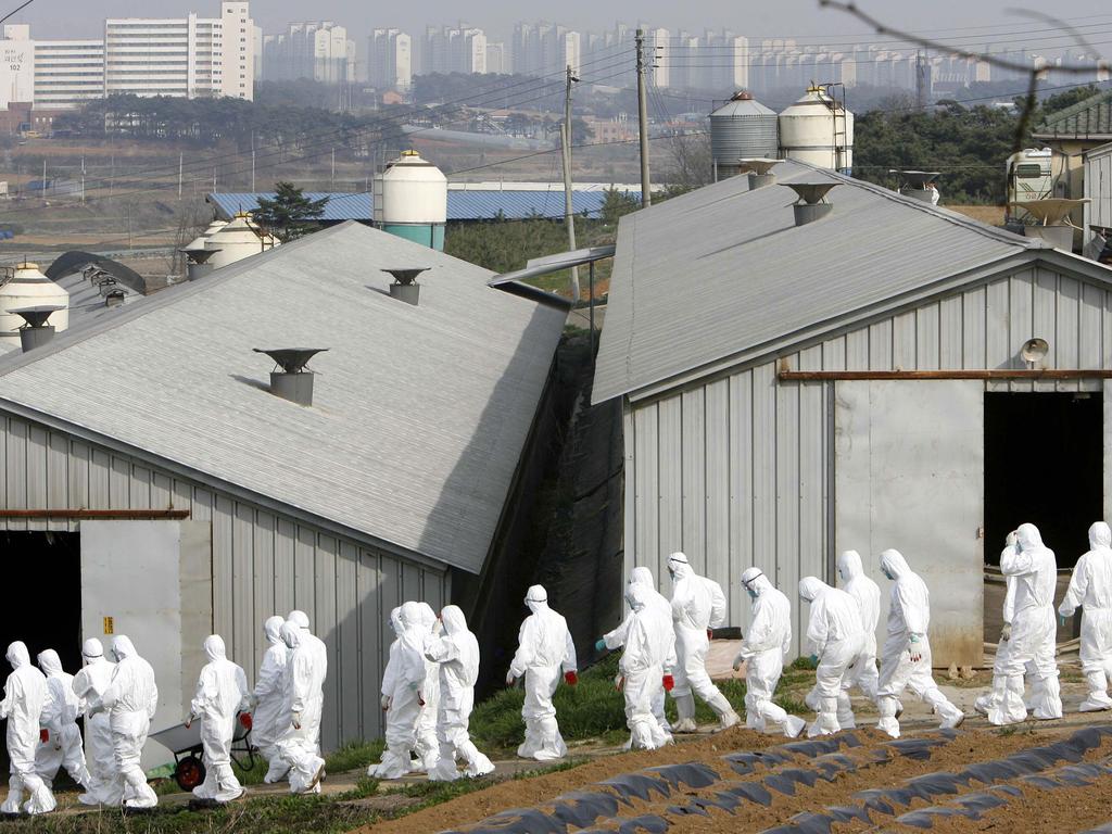 South Korean quarantine officials arrive at a poultry farm in 2008 after a suspected bird flu case was reported. Picture: Kim Jae-Myoung/AFP