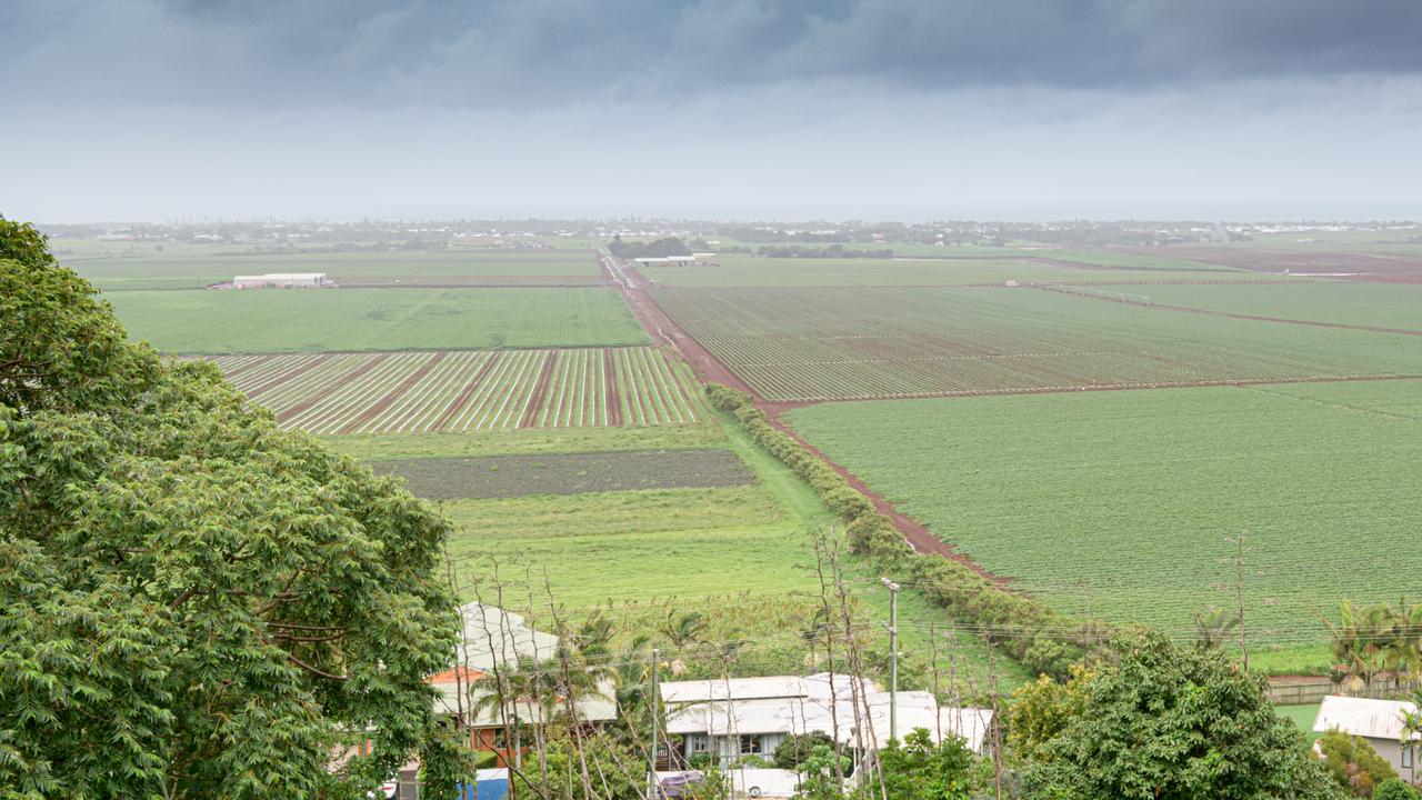 Many of the Greensill Farms sweet potato crops are grown near the hummock.