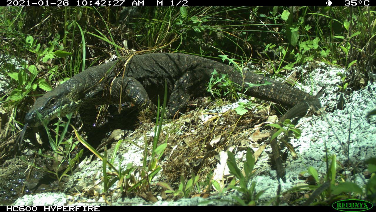 Dr Ben Allen is studying the effectiveness of nature corridors along the Toowoomba Bypass. Pictured are various wildlife caught on camera during the study. Picture: Contributed