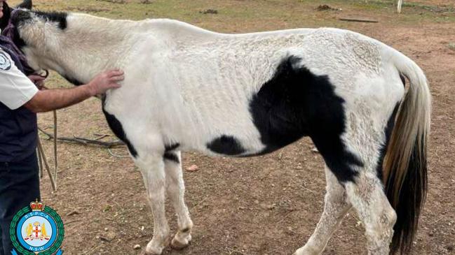 Three severely neglected horses were seized from a Kooringal woman by RSPCA NSW.