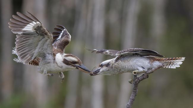 John Cupper’s 2022 RNA Photography Competition entry of two feeding kookaburras, called Inflight Refuelling, which won the category of Champion &amp; Colour or Monochrome Digital Image – Any subject – Open to Senior Citizens Only. Picture: John Cupper