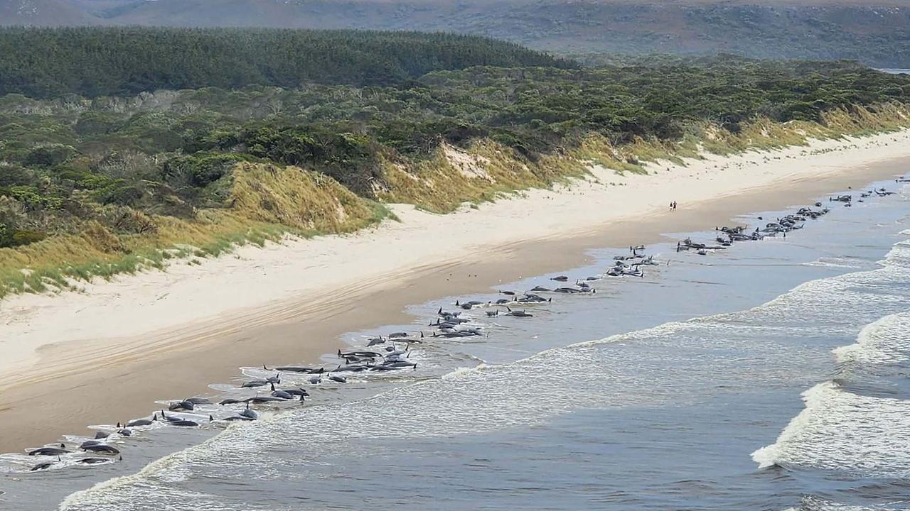 STRAHAN, AUSTRALIA - SEPTEMBER 21: (Alternate crop of #1243399620) This handout image supplied by NRE Tas shows an aerial view of a mass whale stranding near Macquarie Heads on September 21, 2022 in Strahan, Australia. Hundreds of whales pilot have become stranded at Macquarie Harbour on Tasmania's west coast in a mass stranding event. (Photo by NRE Tas via Getty Images)