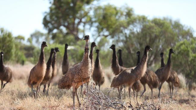 Emus on Maureen Joy. Picture: Kylie Fisher