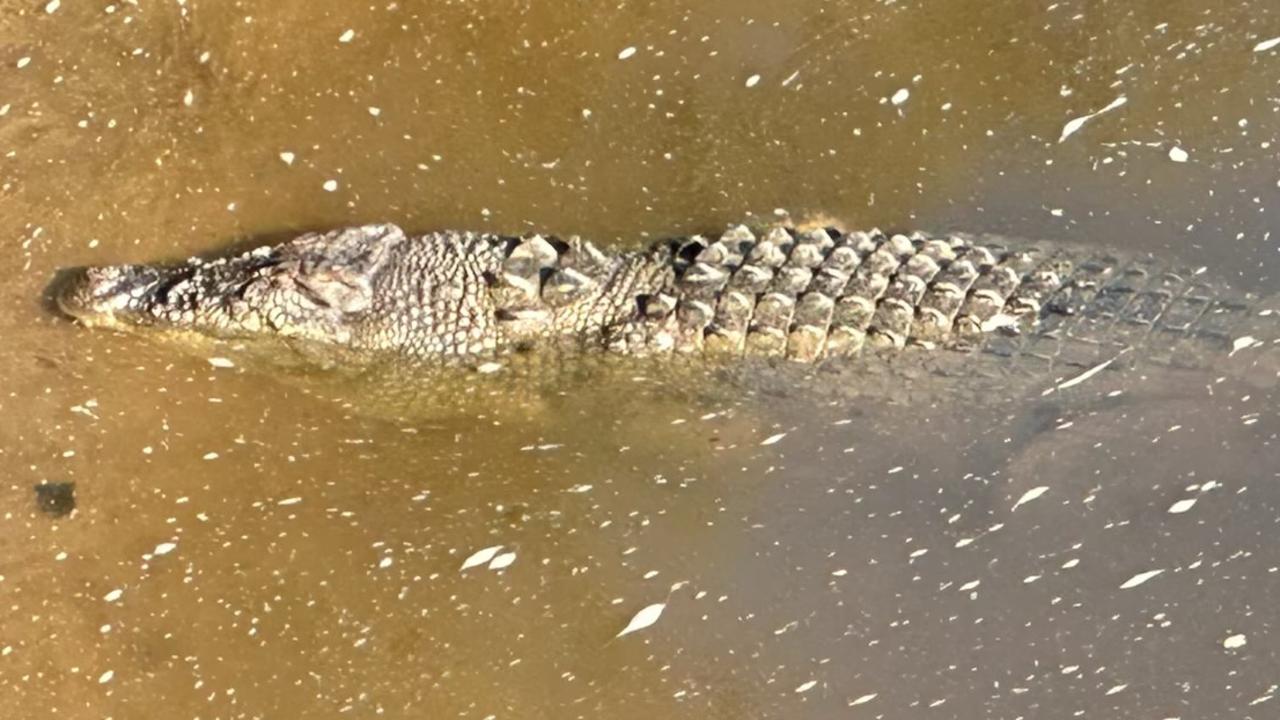 Croc responsible for 12yo’s death killed