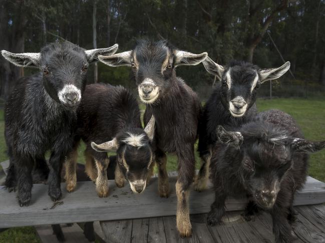 Hampwood Farm Pygmy baby goats. Picture: Caroline Tan