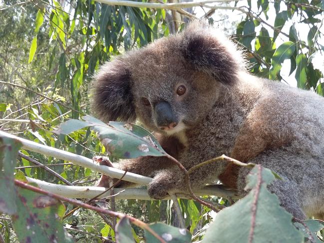 Koala spotters needed for Bongil Bongil annual survey.