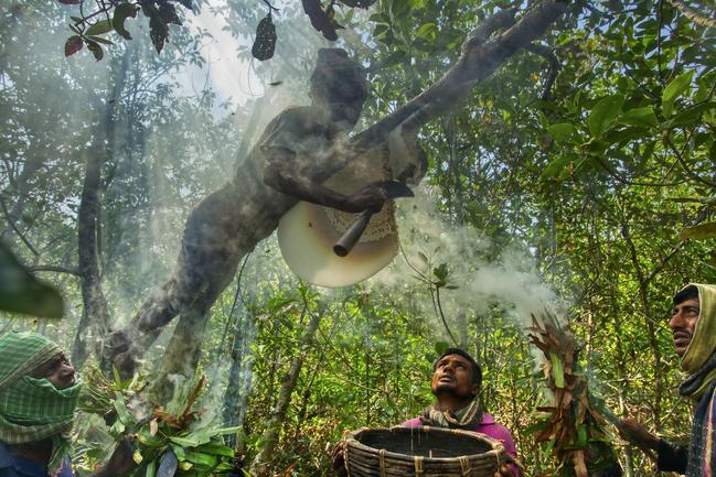 The Mwal people in Bangladesh risk their lives to collect honey, dodging deadly Bengal tigers, crocodiles and venomous snakes. Climate change, rising water levels and high salinity threaten the future of this traditional occupation. Picture: Muhammad Mostafigur Rahman