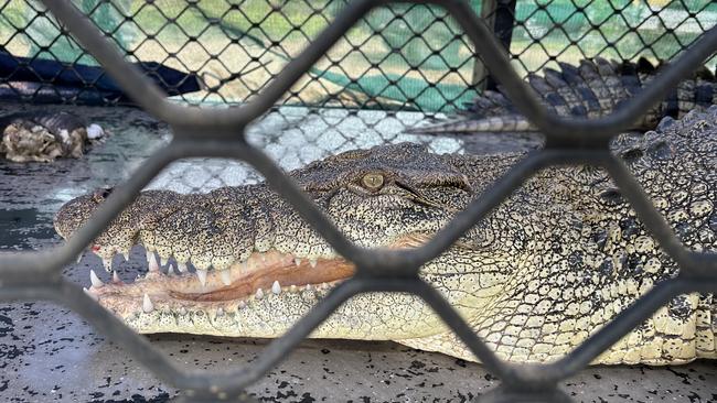 A highly habituated crocodile has been removed from the wild near Coorooman Creek in the Rockhampton region. Picture: Supplied / DES