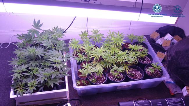 Police located 163 cannabis plants along with 41.532kg of dry cannabis plant material. Picture: SA Police