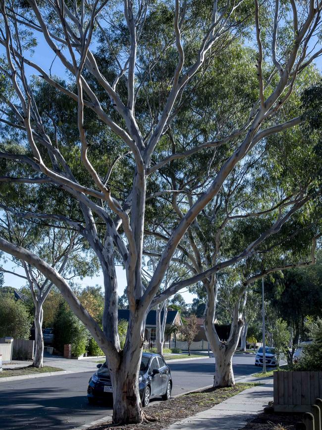 Councils want higher penalties for people who illegally remove trees.