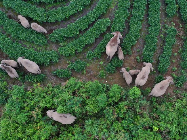 Year-long elephant journey comes to an end