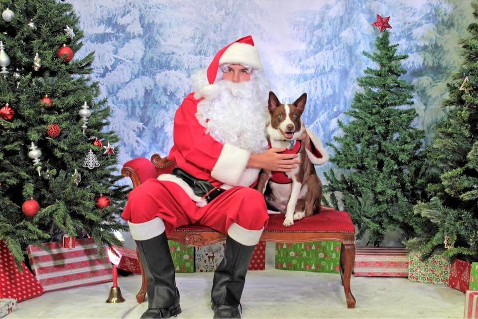 Get your pet a photo with Santa The Courier Mail