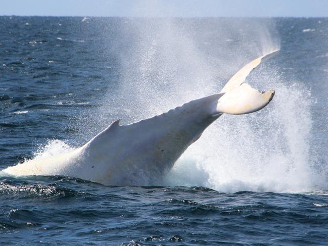 Famous white whale Migaloo splashes in Gold Coast waters today. Photo: Sea World Whale Watch