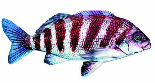 The banded morwong is being used as a barometer to gauge increases in ocean temperatures.