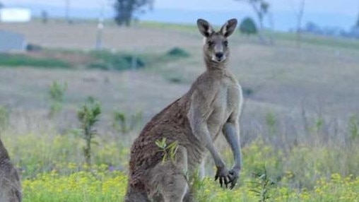 The alleged offence involved a female kangaroo. File picture: Tim Howard