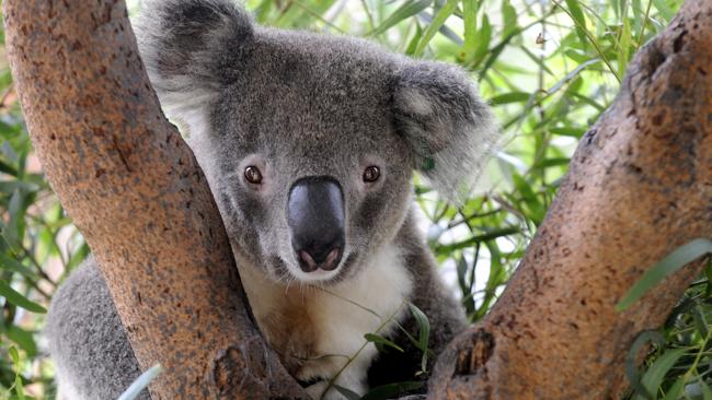 Australia Zoo Wildlife Hospital vet urges policy rethink to stop healed ...