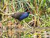 15,731 native animals killed under permit