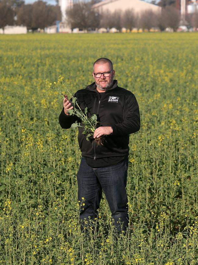 Ashley Fraser pictured in a crop of canola at Rutherglen. Picture: Yuri Kouzmin