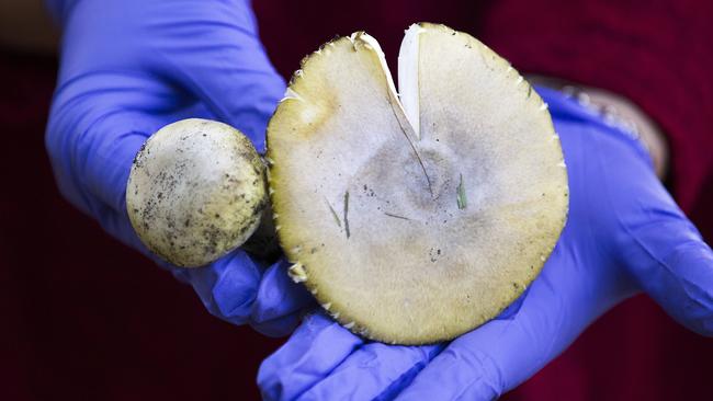 Four deaths in the ACT have been linked to the Death Cap. Picture: Sarah Matray