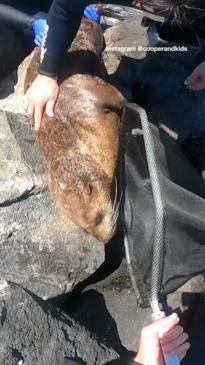 Seal saved from fishing line in VIC