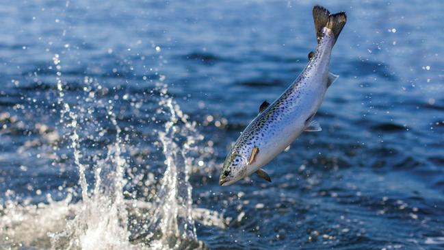 A Tasmanian Atlantic Salmon is pictured jumping in one of Tassal's Salmon pens. PICTURE: SUPPLIED / TASSAL