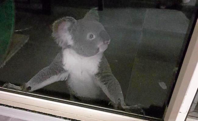 When the occupants of the Benian Road home came out to see what was scratching on their glass sliding door at 2am, this is the sight that greeted them.