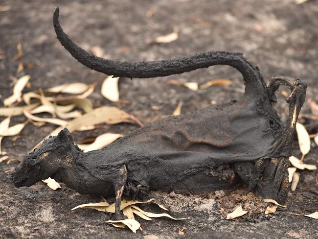 A dead marsupial is seen in a burnt out forest on Kangaroo Island. Picture: Peter Parks/AFP