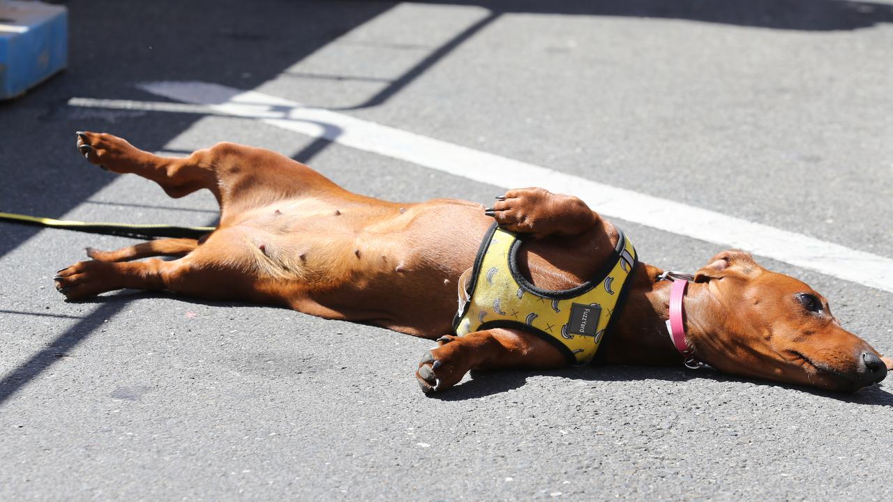 “Coffee” from Loxton, enjoying the festive atmosphere.(AAP Image/Dean Martin)