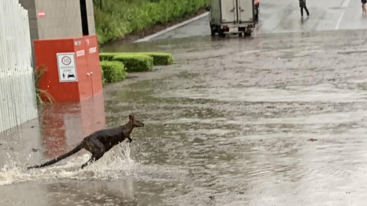 A wallaby struggles through floodwaters at Parkwood. Picture: Luke Altschwager