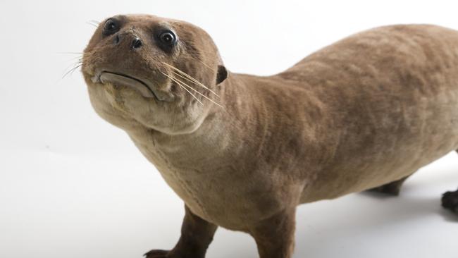 Melbourne Museum’s famed “Sad Otter”. Picture: Jon Augier/ Museums Victoria.