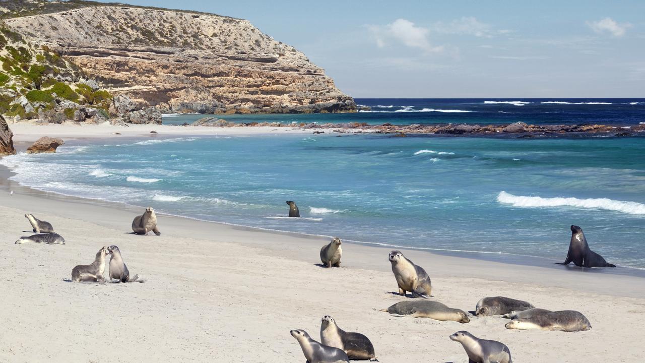 seal bay tours kangaroo island