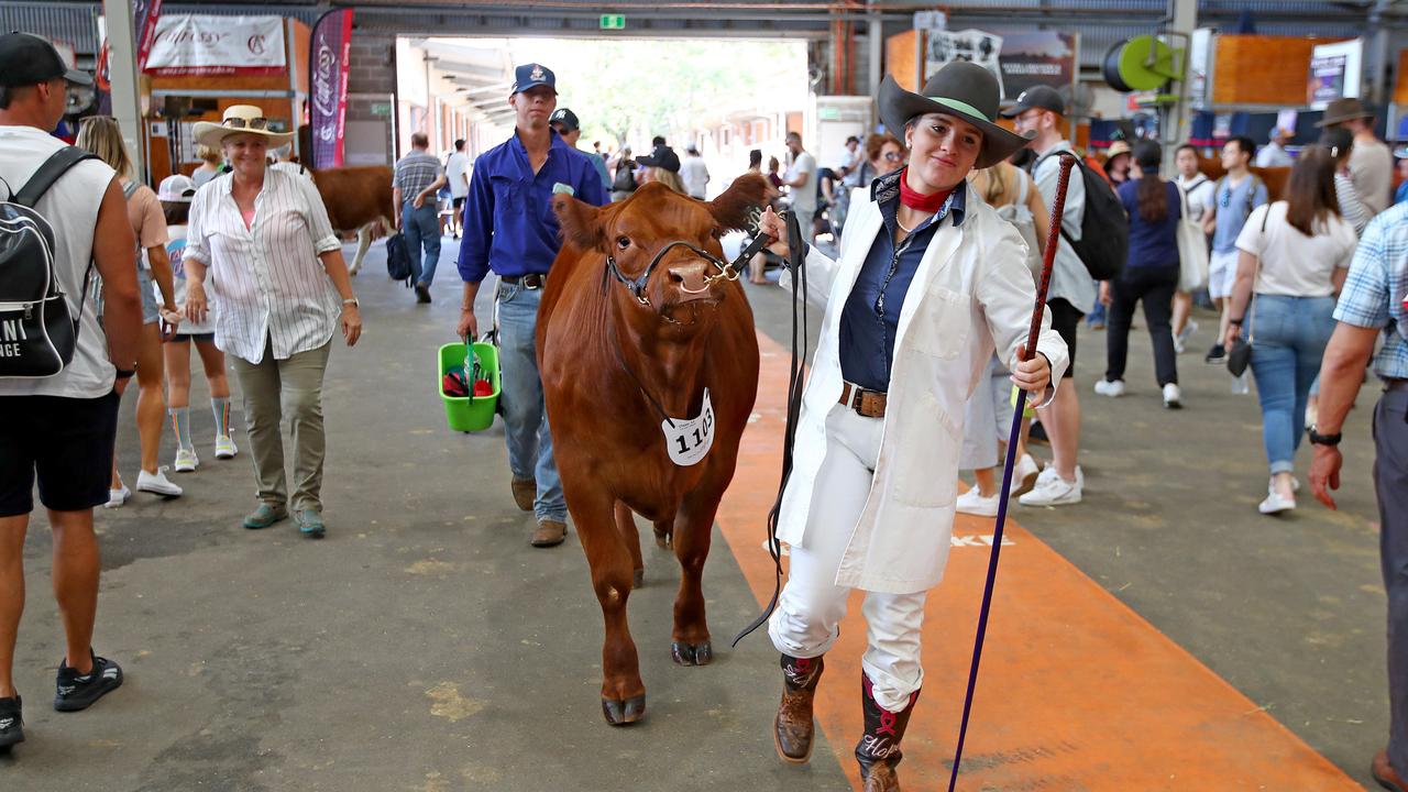 Calrossy Anglican School student Lara de Jong drags her steer called 'Toffee' to the ring for showing at the cattle competition. Picture: Toby Zerna