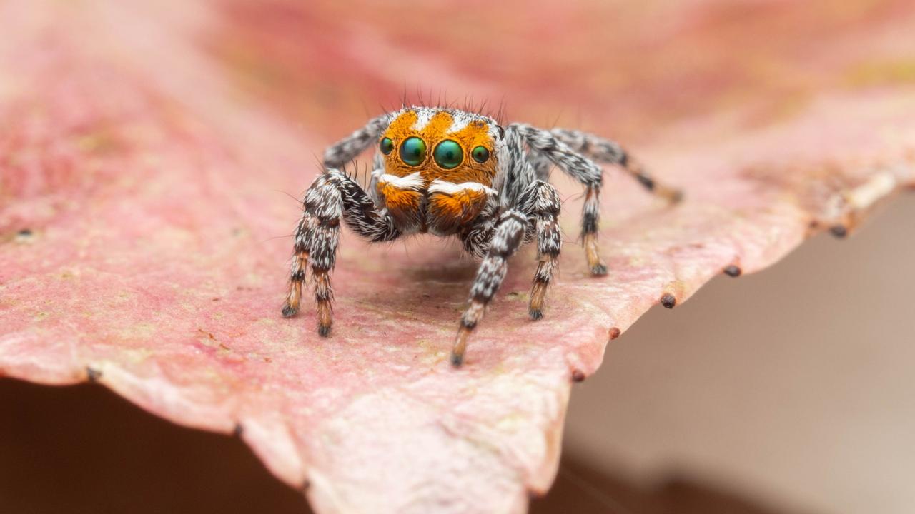 The Nemo peacock spider has been named after the clownfish from Finding Nemo. Picture: Museums Victoria