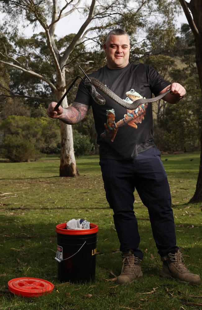 Chris Daly snatch catcher with a tiger snake. Chris Daly from Reptile Rescue Incorporated has already had many calls out for removal of snakes with days becoming warmer. Picture: Nikki Davis-Jones