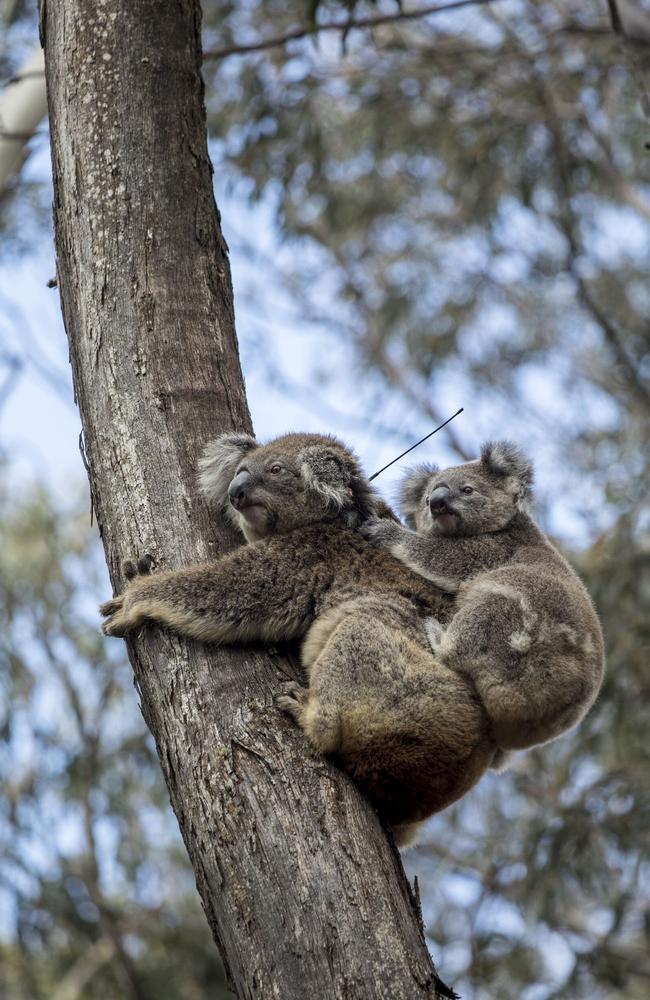 A mum and her koala joey released with a tracking device fitted. Picture: Science For Wildlife