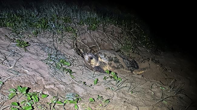 Sea turtles are nesting earlier this year in Mon Repos with three times more turtles appearing than expected in other years. Picture: Cathy Gatley