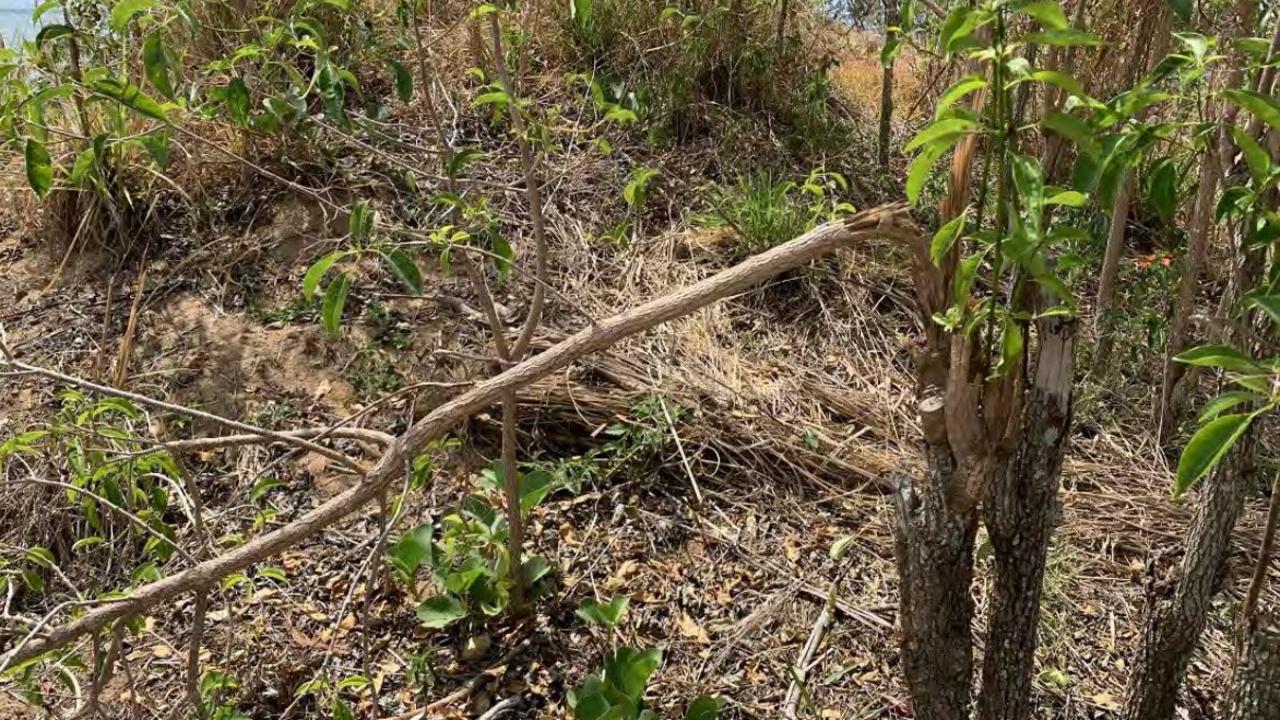 Mackay Regional Council discovered an extreme case of vegetation vandalism at The Esplanade, Grasstree Beach. Picture: Mackay Regional Council