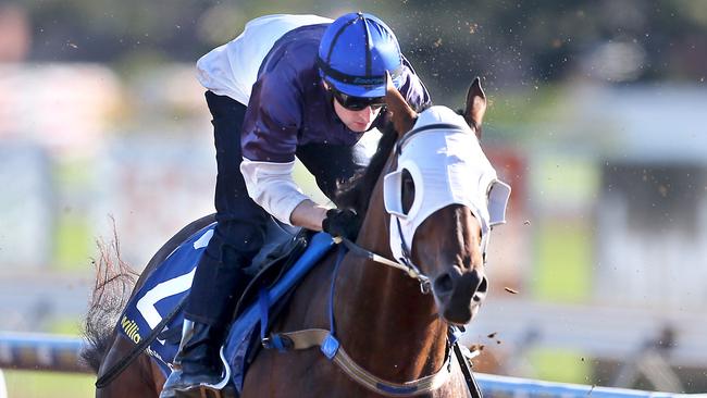 Tarzino is a dominant favourite for the Rosehill Guineas. Picture: Glenn Ferguson