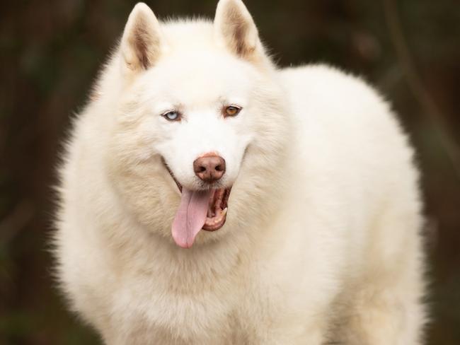 Siberian Husky Blaze at the AWLQ shelter in Coombabah.